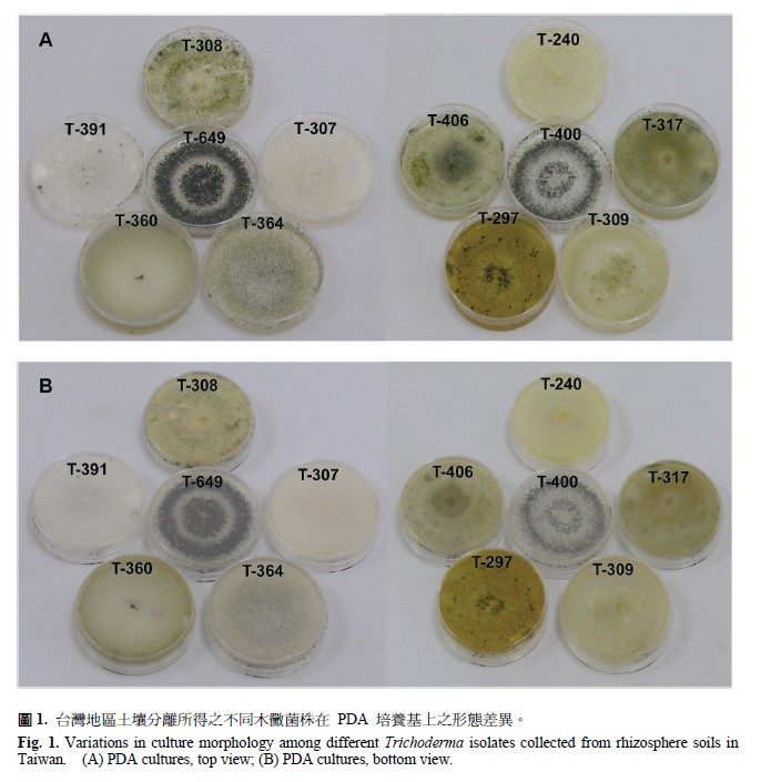 Variations in culture morphology among different Trichoderma isolates collected from rhizosphere soils in Taiwan. (A) PDA cultures, top view,(B) PDA